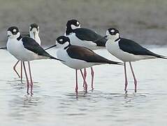 Black-necked Stilt