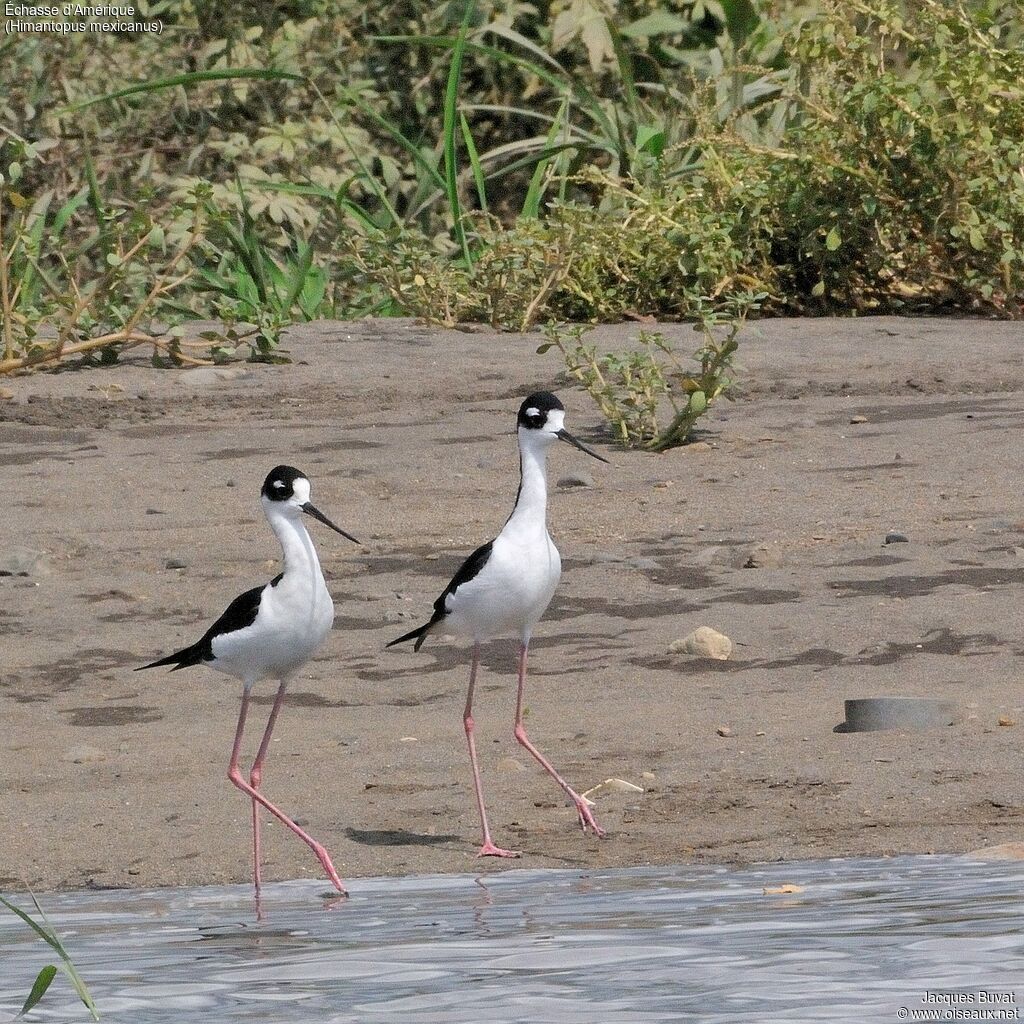 Échasse d'Amérique