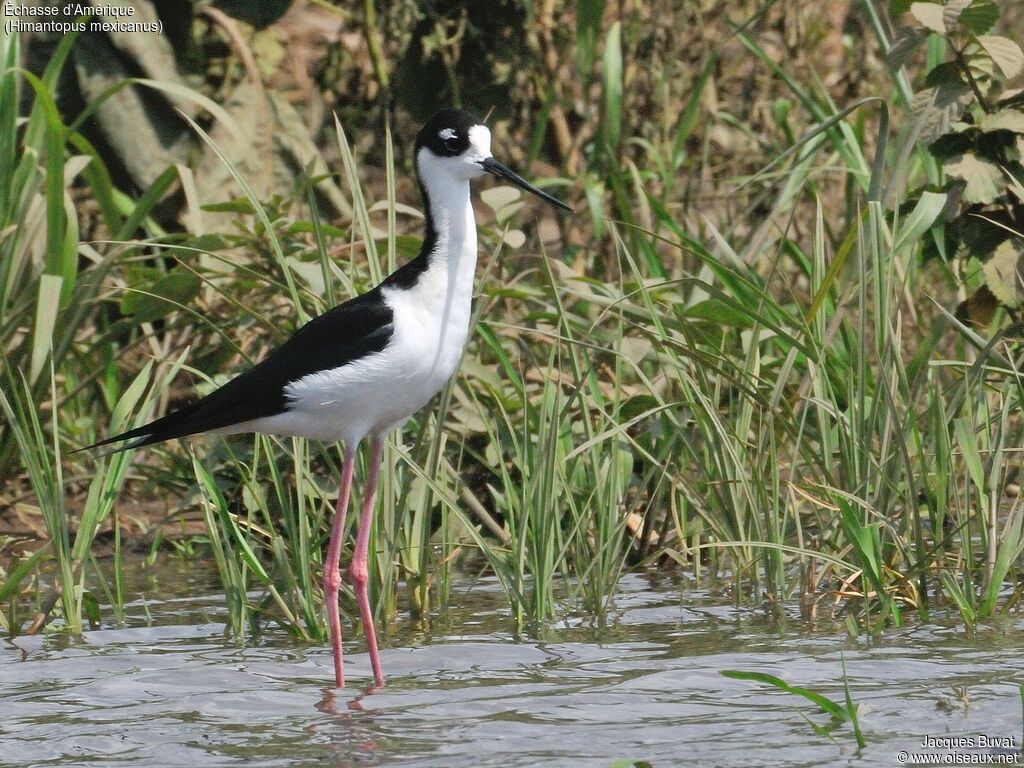 Échasse d'Amériqueadulte, habitat, composition, pigmentation