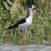 Black-necked Stilt