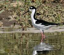 Black-necked Stilt