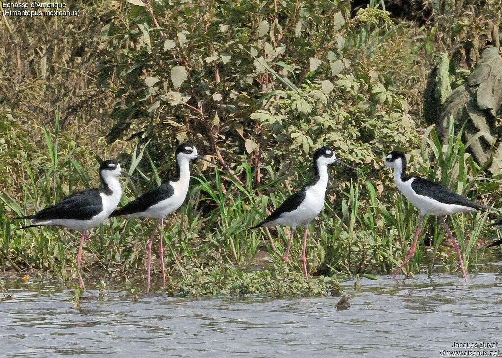 Black-necked Stilt