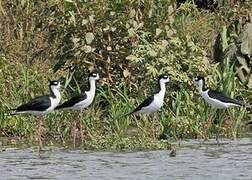 Black-necked Stilt