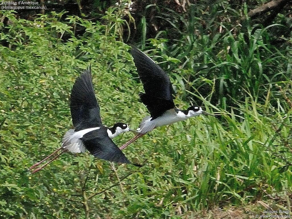 Black-necked Stiltadult breeding, aspect, pigmentation, Flight