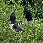 Black-necked Stilt