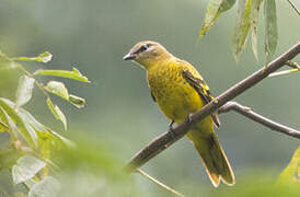 Petit's Cuckooshrike