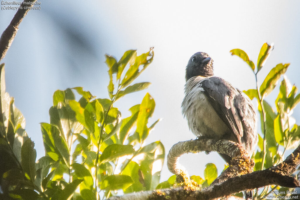 Madagascan Cuckooshrikeadult