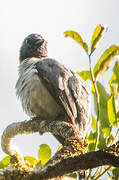 Madagascan Cuckooshrike