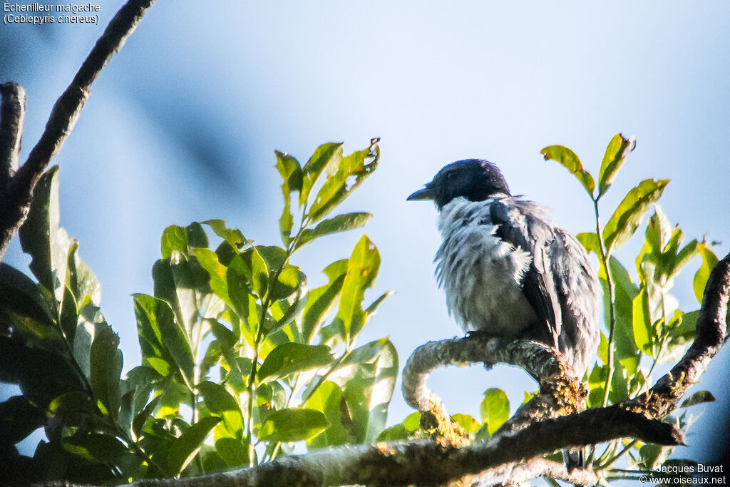 Madagascar Cuckooshrike male adult