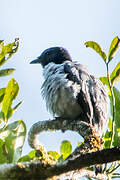 Madagascar Cuckooshrike