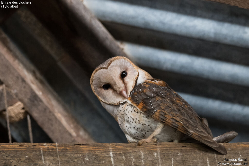 Western Barn Owladult, Behaviour