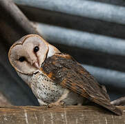 Western Barn Owl