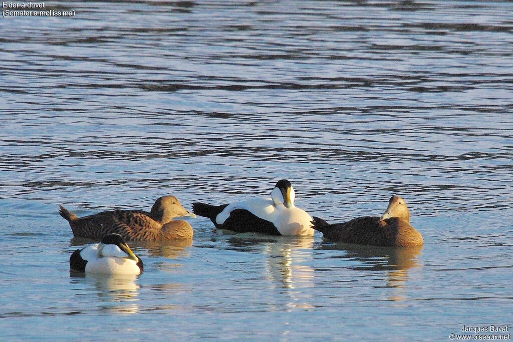 Eider à duvet adulte nuptial