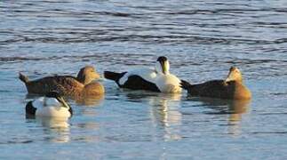 Eider à duvet