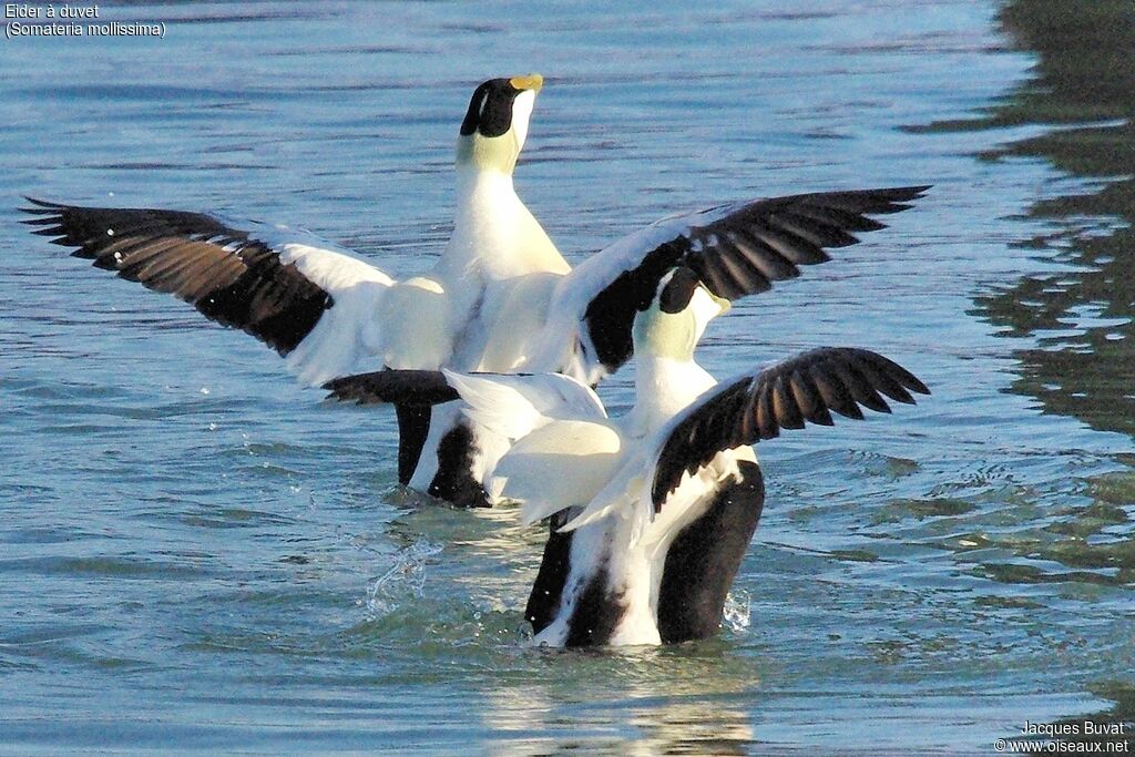 Common Eider