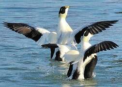 Common Eider