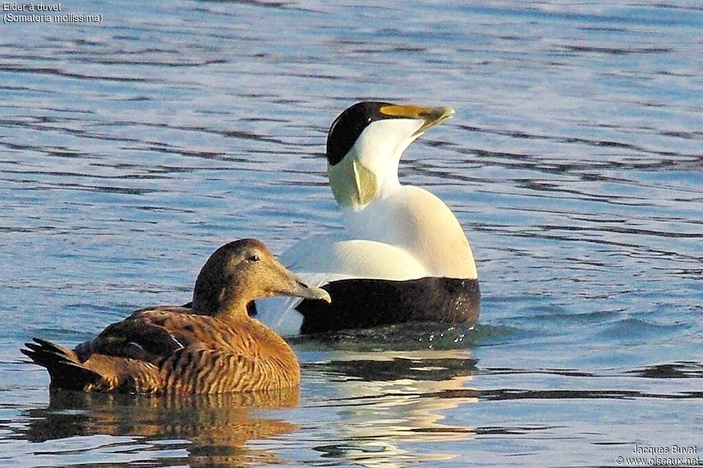 Eider à duvet adulte nuptial