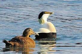 Eider à duvet