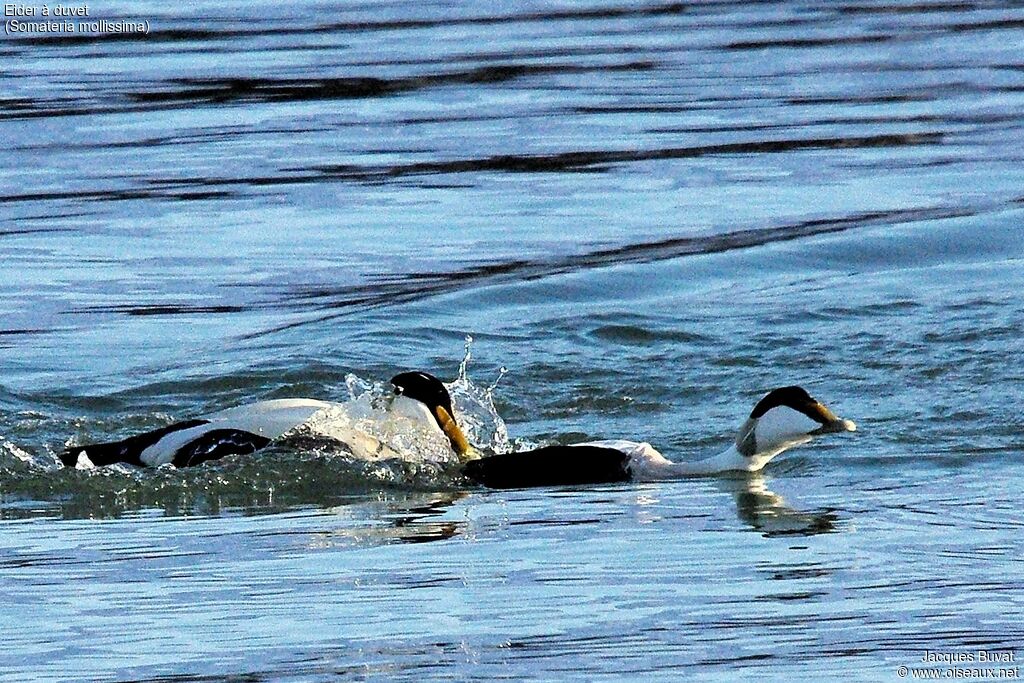 Common Eideradult breeding