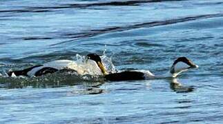 Common Eider