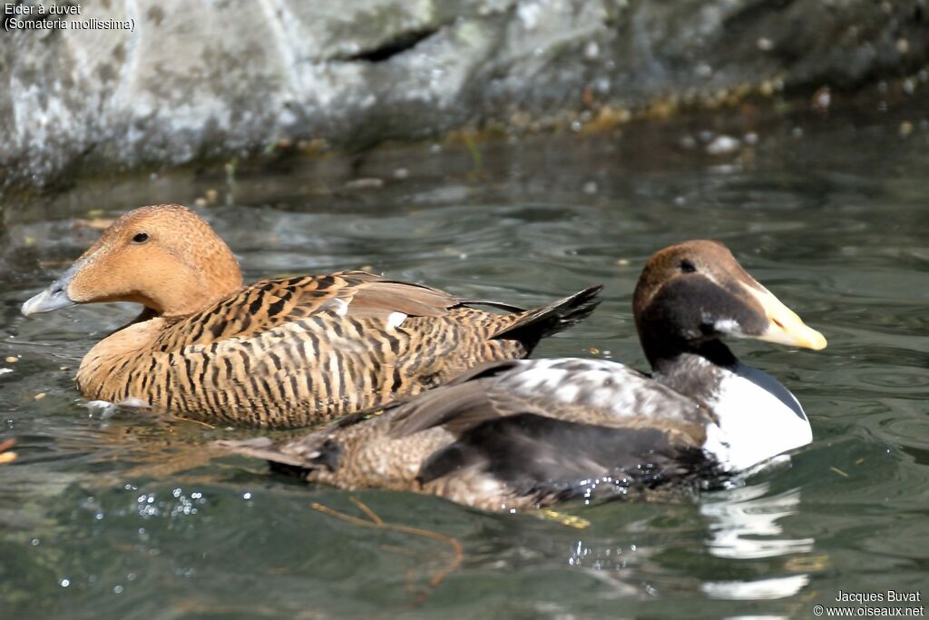 Eider à duvetadulte, composition, pigmentation, nage