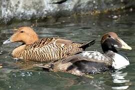 Common Eider