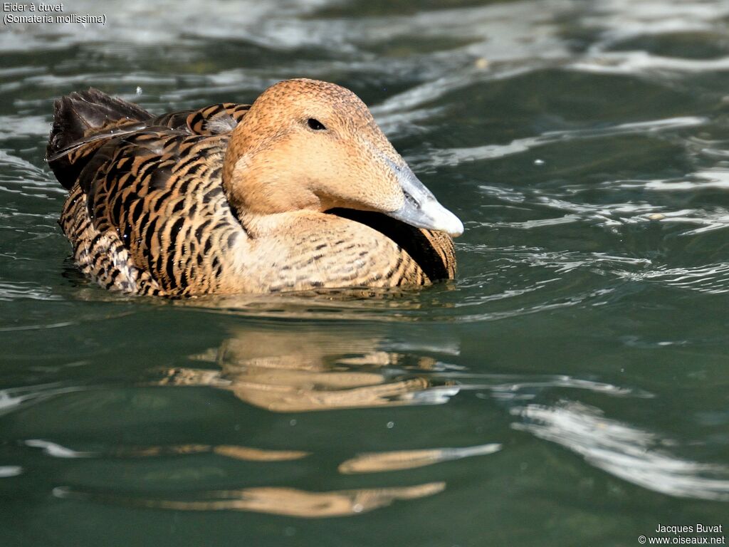 Eider à duvet femelle adulte nuptial, portrait, composition, pigmentation, nage