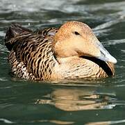 Common Eider