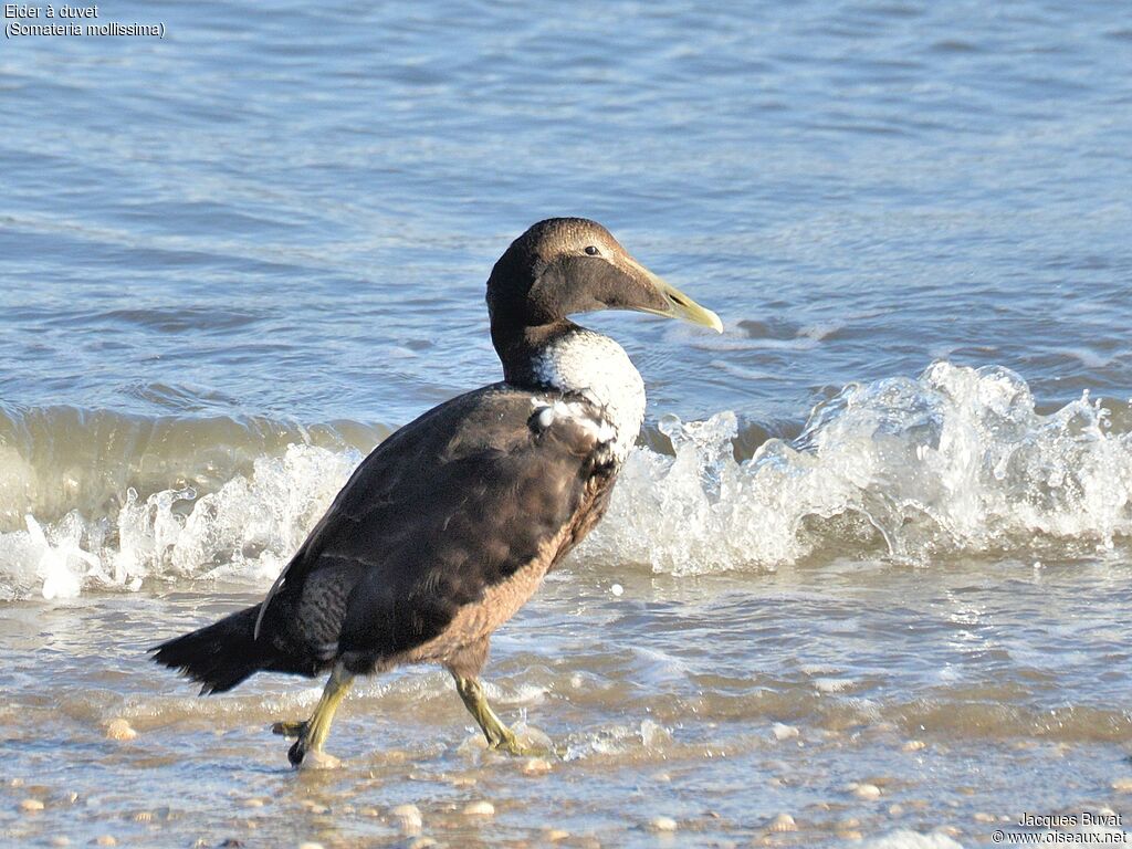 Common Eider male First year, identification, aspect, pigmentation, walking