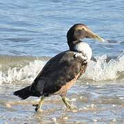 Common Eider