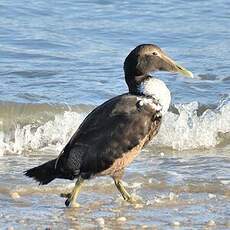 Eider à duvet