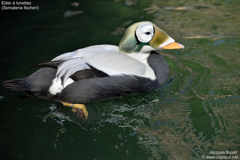 Spectacled Eider male adult, close-up portrait, aspect, pigmentation, swimming