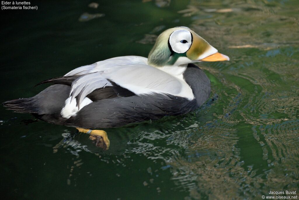 Eider à lunettes mâle adulte, portrait, composition, pigmentation, nage