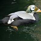 Eider à lunettes