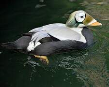 Spectacled Eider