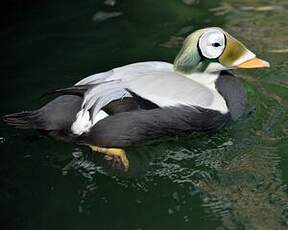 Eider à lunettes