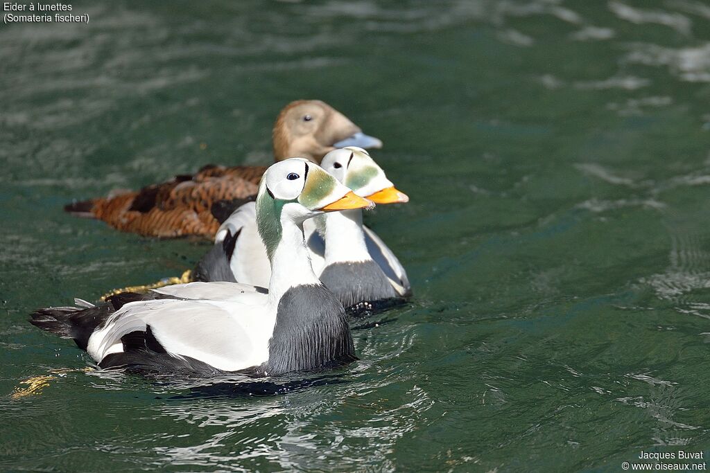 Eider à lunettes