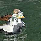 Eider à lunettes