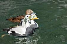 Eider à lunettes