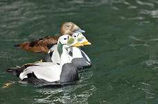 Eider à lunettes