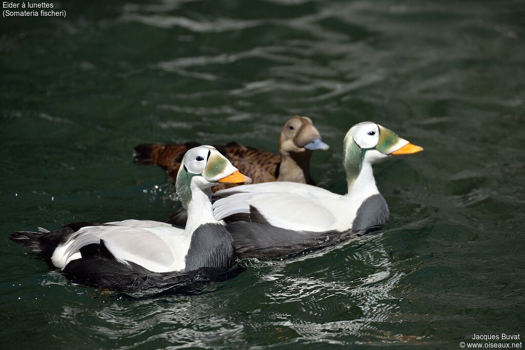 Eider à lunettesadulte, habitat, composition, pigmentation, nage