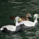 Eider à lunettes