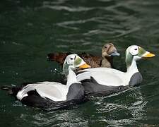 Eider à lunettes