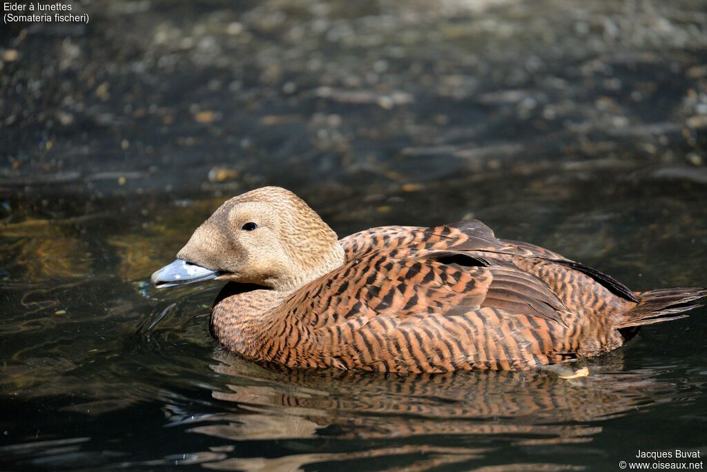 Eider à lunettes femelle adulte, portrait, composition, pigmentation, nage