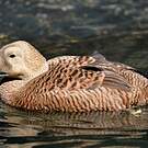 Eider à lunettes