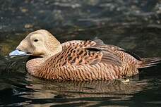 Eider à lunettes