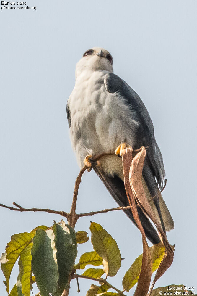 Black-winged Kiteadult