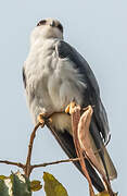 Black-winged Kite