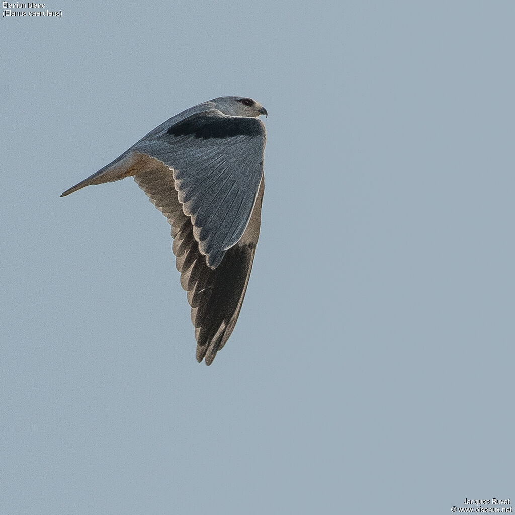 Black-winged Kiteadult, aspect, pigmentation, Flight, fishing/hunting