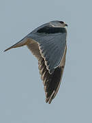 Black-winged Kite